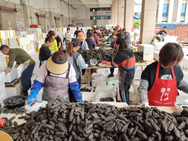 宁德霞浦某海参交易市场上，对海参称重、分拣、装箱等进行现场交易。