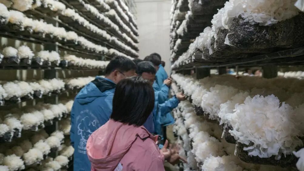 协和学院“开心课堂 文润古田”实践队在天天源生物科技有限公司观察银耳生长状况