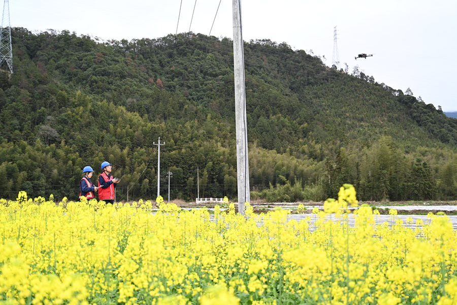 工作人员在田间巡视