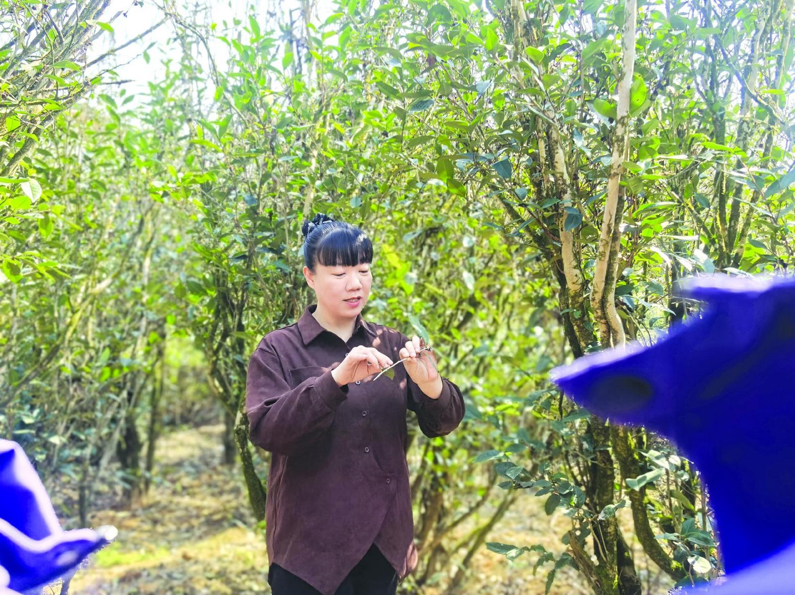 季素英向工作室成员和公司员工讲解老枞水仙茶树的相关知识。裴礼辉摄