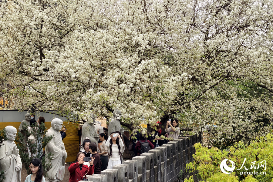 在厦门石室禅院景区，雪白的梨花盛放引客来。人民网记者 陈博摄