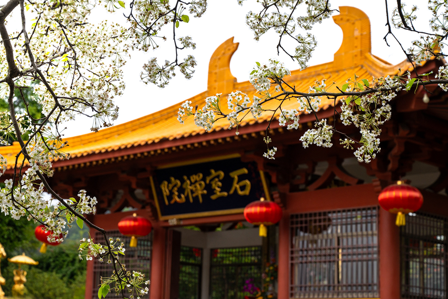 梨花与禅院石墙、飞檐翘角相映成趣。郑志龙摄