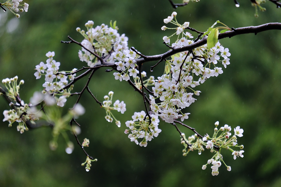细雨中的梨花显得更加静谧优雅。林晞华摄