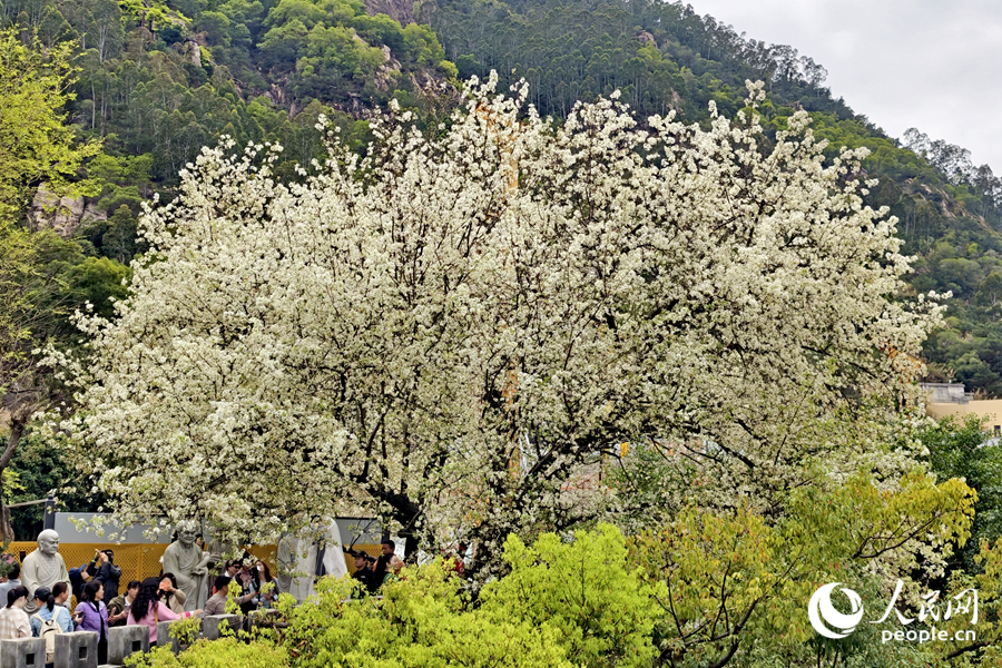 城墙上繁花满树,引得不少游人前来踏青赏花。人民网记者 陈博摄