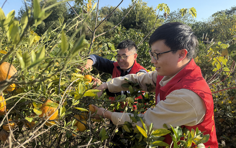 福清市一都鎮:全域黨建繪新卷 萬家共享“橙”滋味