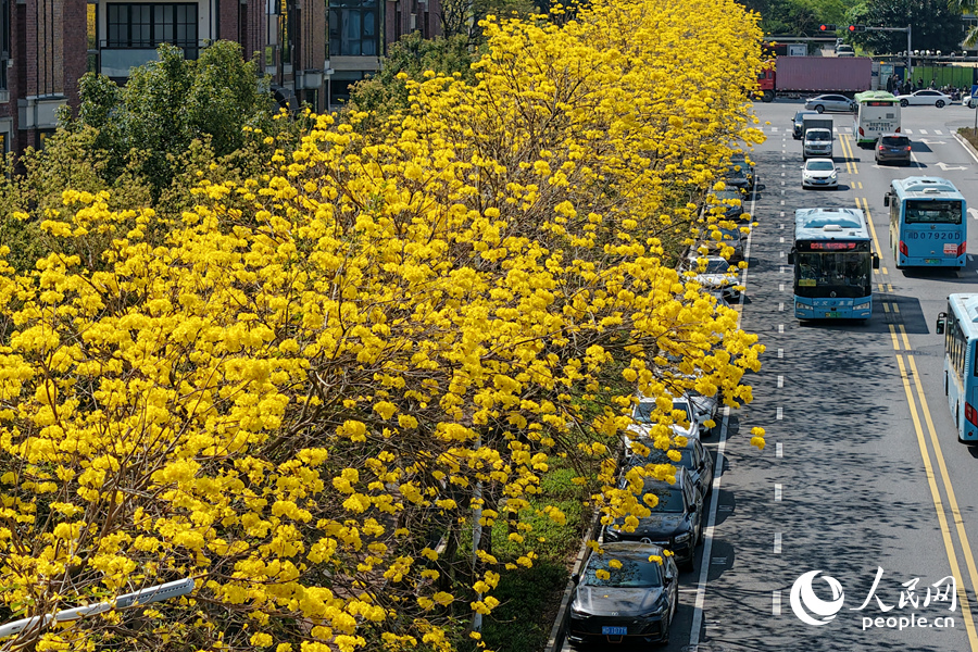 廈門霞光路的黃花風鈴木沿街綻放。人民網記者 陳博攝