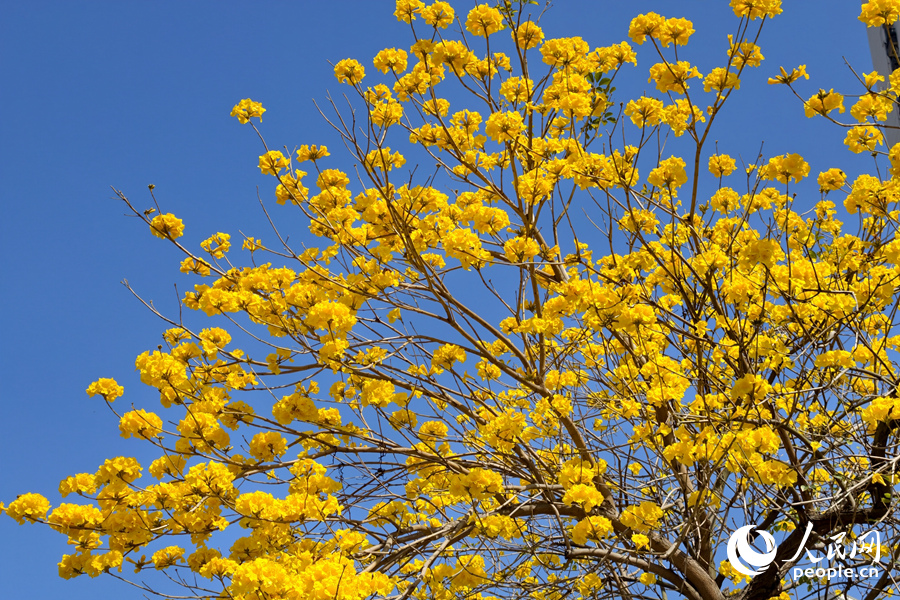 一串串金黃風鈴隨風輕搖,奏響最動人的春日序曲。人民網記者 陳博攝