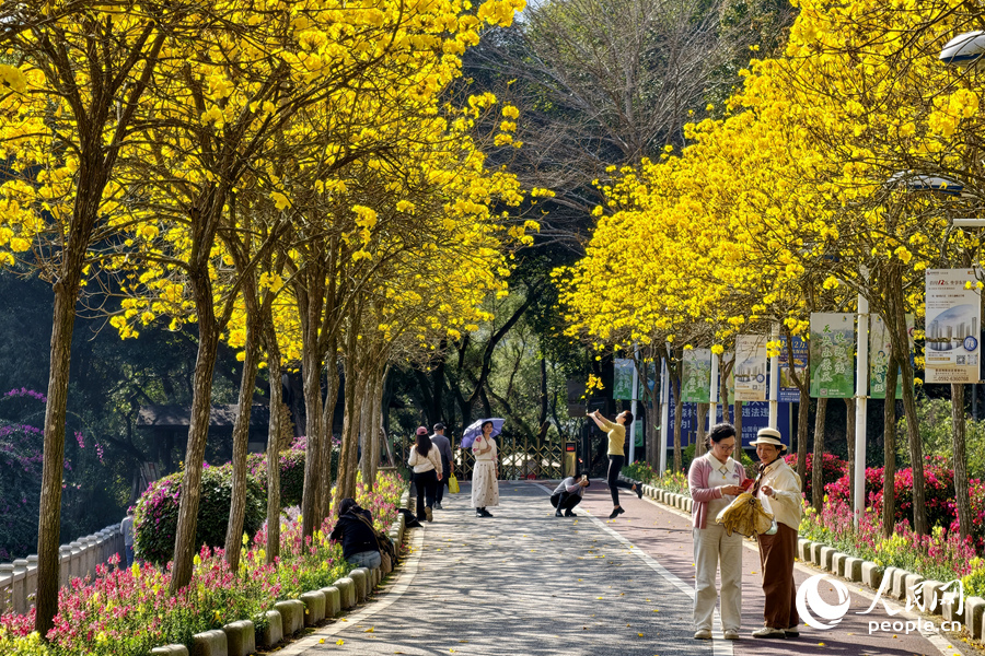 廈門天竺山森林公園黃花風鈴木盛放引客來。人民網記者 陳博攝