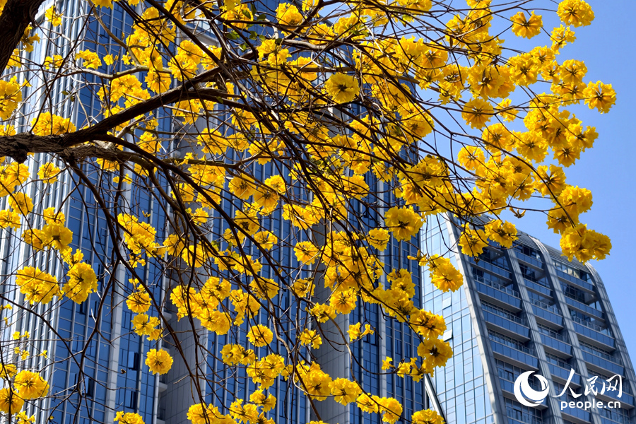 黃花風鈴木繁花滿樹,分外妖嬈。人民網記者 陳博攝