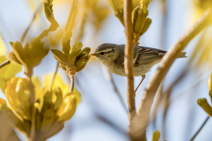 在廈門東山水庫,黃眉柳鶯在黃花風鈴木枝頭覓食。肖榮攝