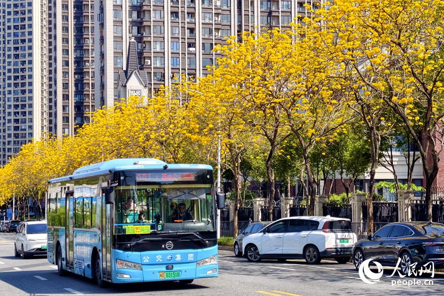 公交車駛過開滿黃花的街道。人民網記者 陳博攝