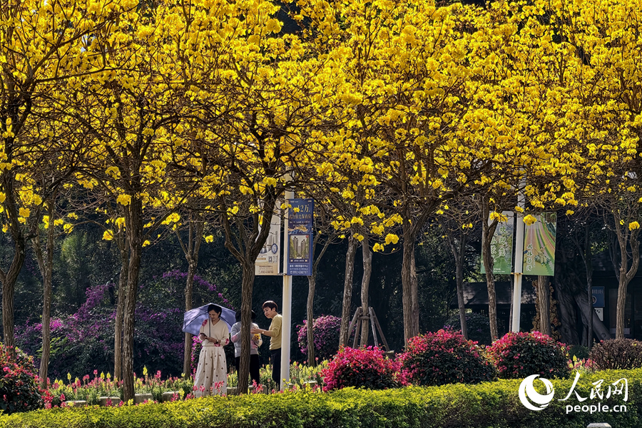 在廈門天竺山森林公園,游客在黃花下漫步。人民網記者 陳博攝