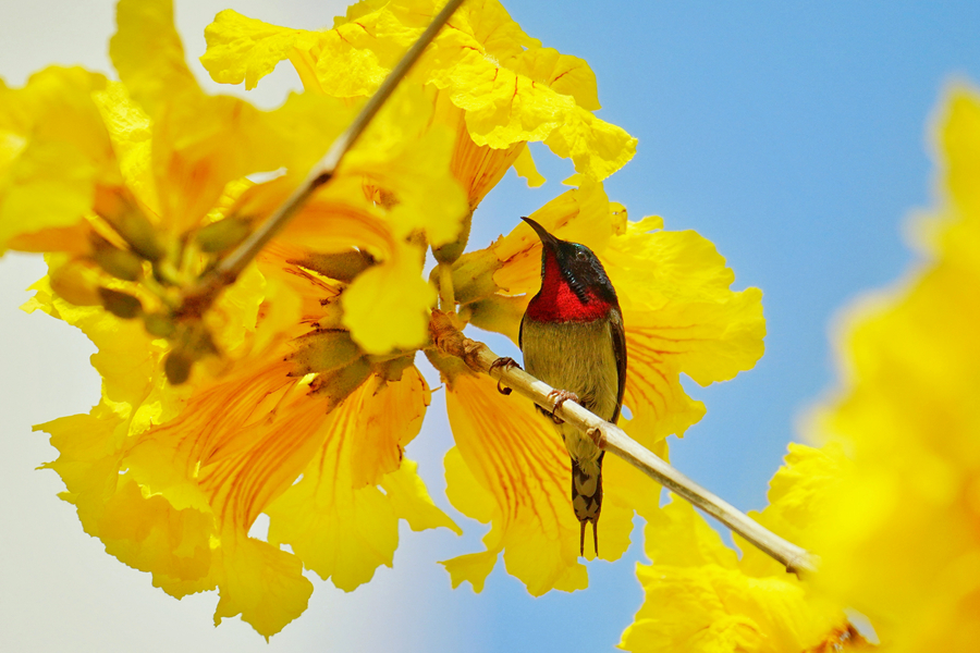 叉尾太陽鳥在黃花枝頭張望。庄莉紅攝