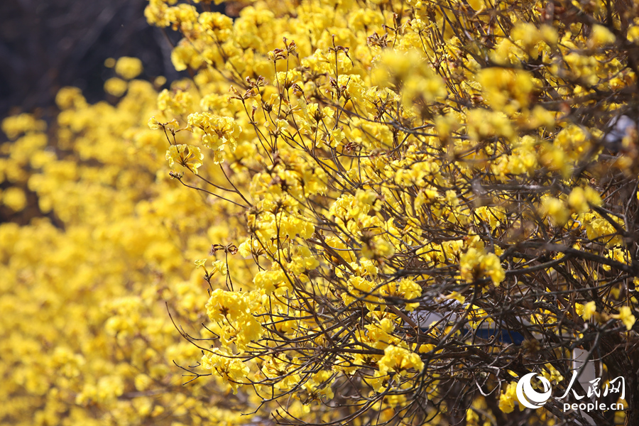 黃花風鈴木金黃色的花球綴滿枝頭。人民網記者 陳博攝