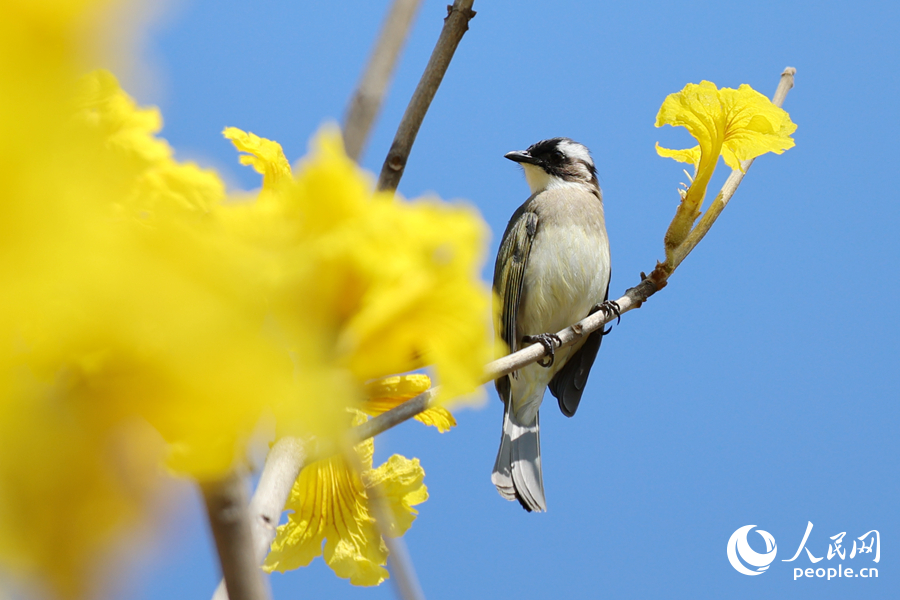 廈門南湖公園中,白頭鵯在黃花風鈴木枝頭停留。人民網記者 陳博攝