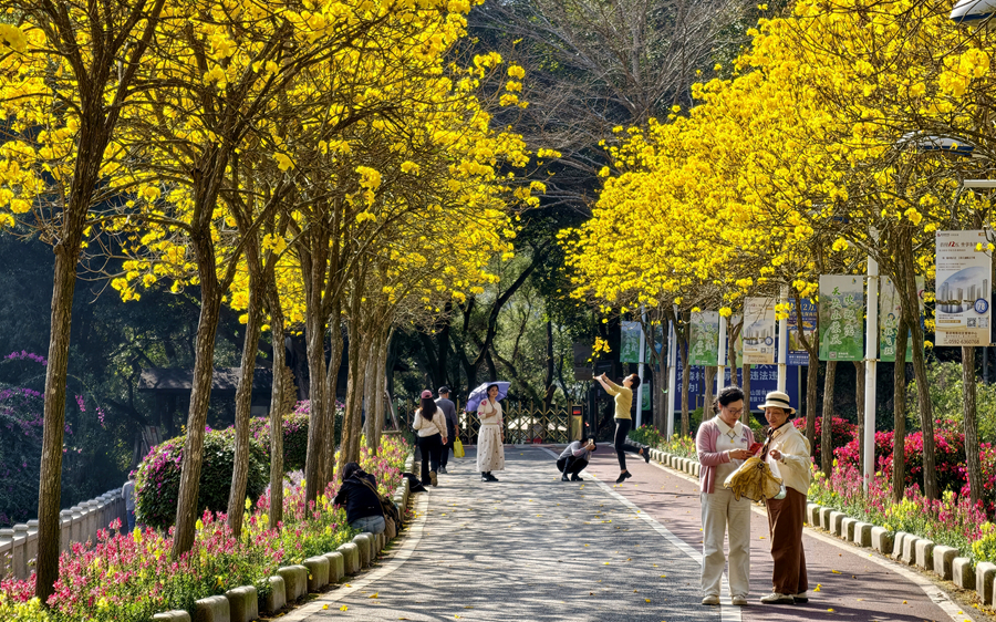 廈門：滿城黃花迎春開