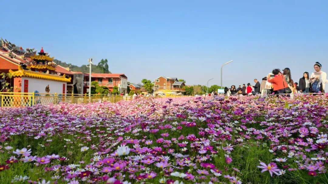 西溪水闸下的格桑花海游人如织。肖智平/摄