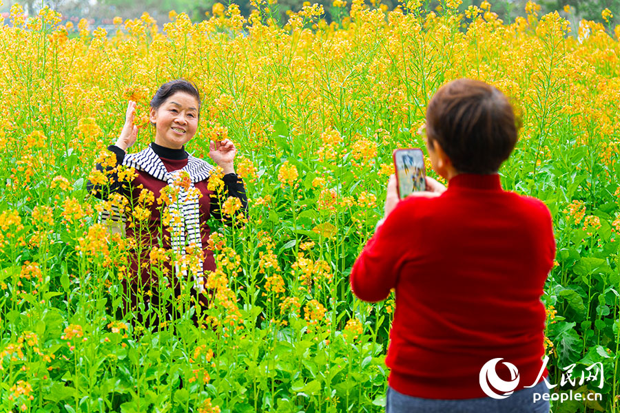 福州花海公园内成片油菜花盛放，游客徜徉花海，尽享春日美景。实习生 李雨泽摄