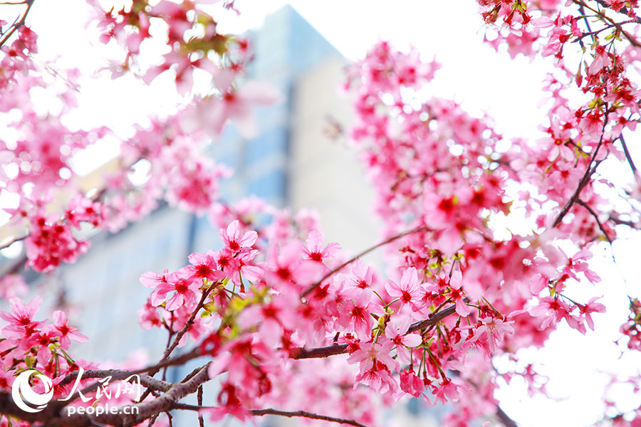 在福建开放大学（桂山校区），粉樱缀满枝头，为春日校园添上一抹浪漫亮色。人民网记者 焦艳摄