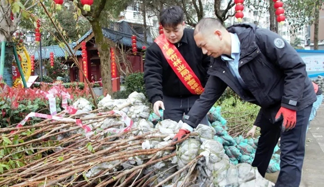 市民在领取树苗。缪星摄