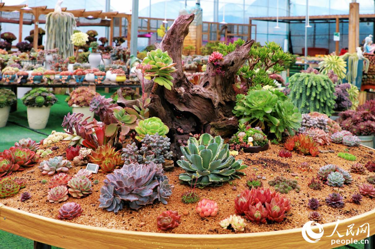 多肉种植园内丰富多彩的多肉。人民网记者 李唯一摄
