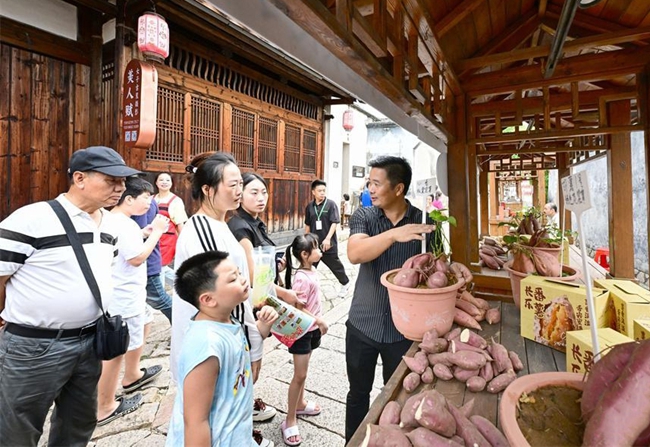 福州新区(长乐区)的番薯种植户介绍番薯品种。记者 石美祥 摄