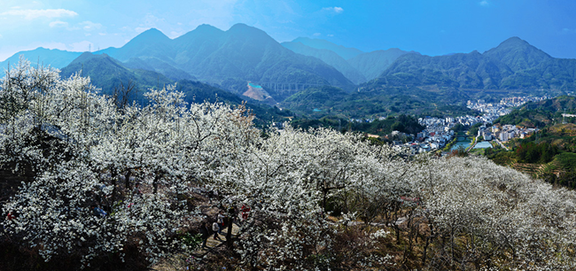 梨花如雪。缪福森摄