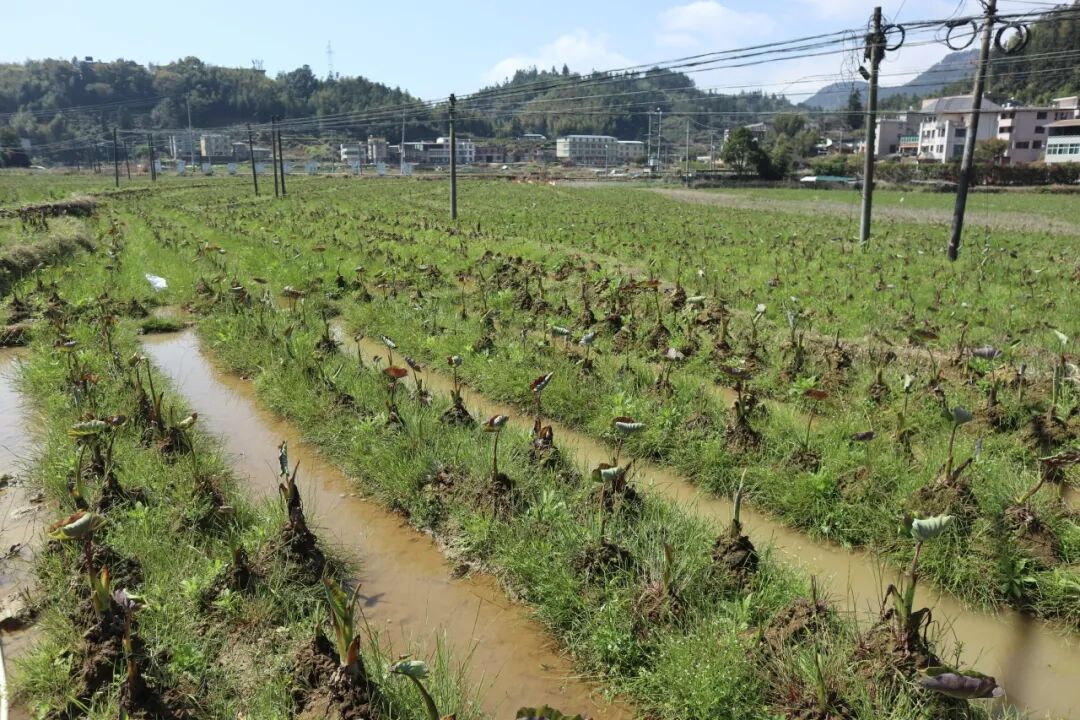 同安镇的福建省芋头王子农业科技有限公司种植基地