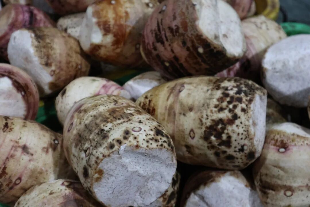 采收的槟榔芋饱满圆润、粉糯紧实