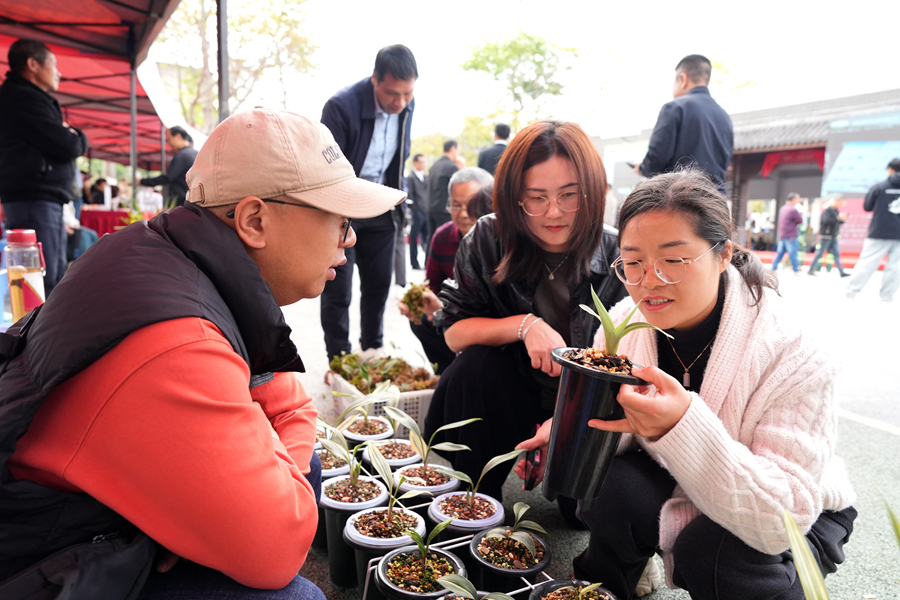 现场交易火热，兰农与来自全国各地的采购商、兰花爱好者面对面洽谈交易。。南靖县融媒体中心供图