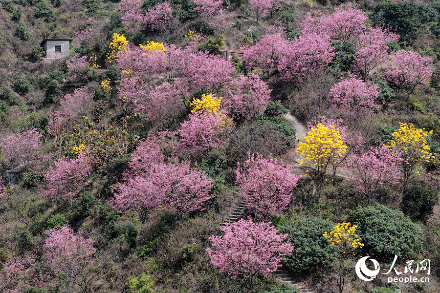 1500余株樱花为山谷平添春色。人民网记者 陈博摄
