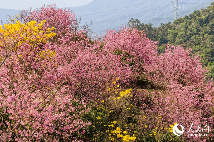 翠绿山坡上花团锦簇,美不胜收。人民网记者 陈博摄