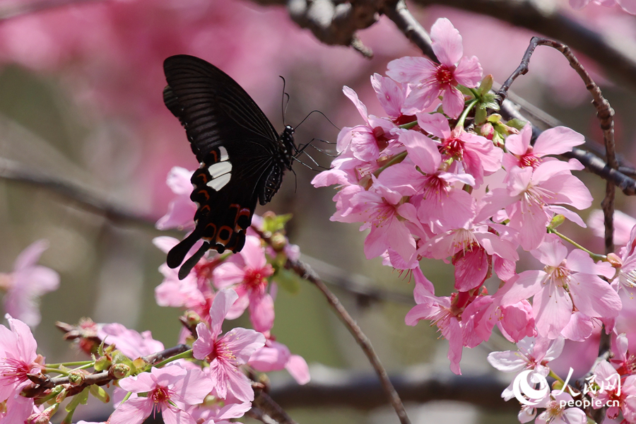 蝴蝶在樱花枝头吸食花蜜。人民网记者 陈博摄