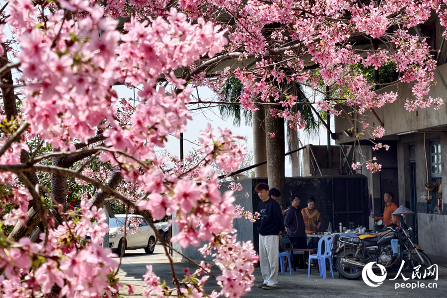 樱花树下,种植户与游客交谈甚欢。人民网记者 陈博摄