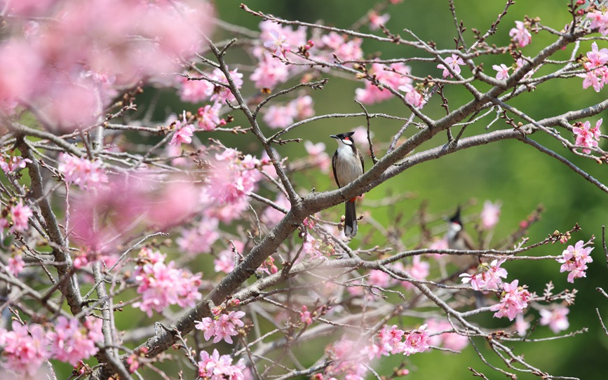 廈門：“紅粉佳人”迎春開
