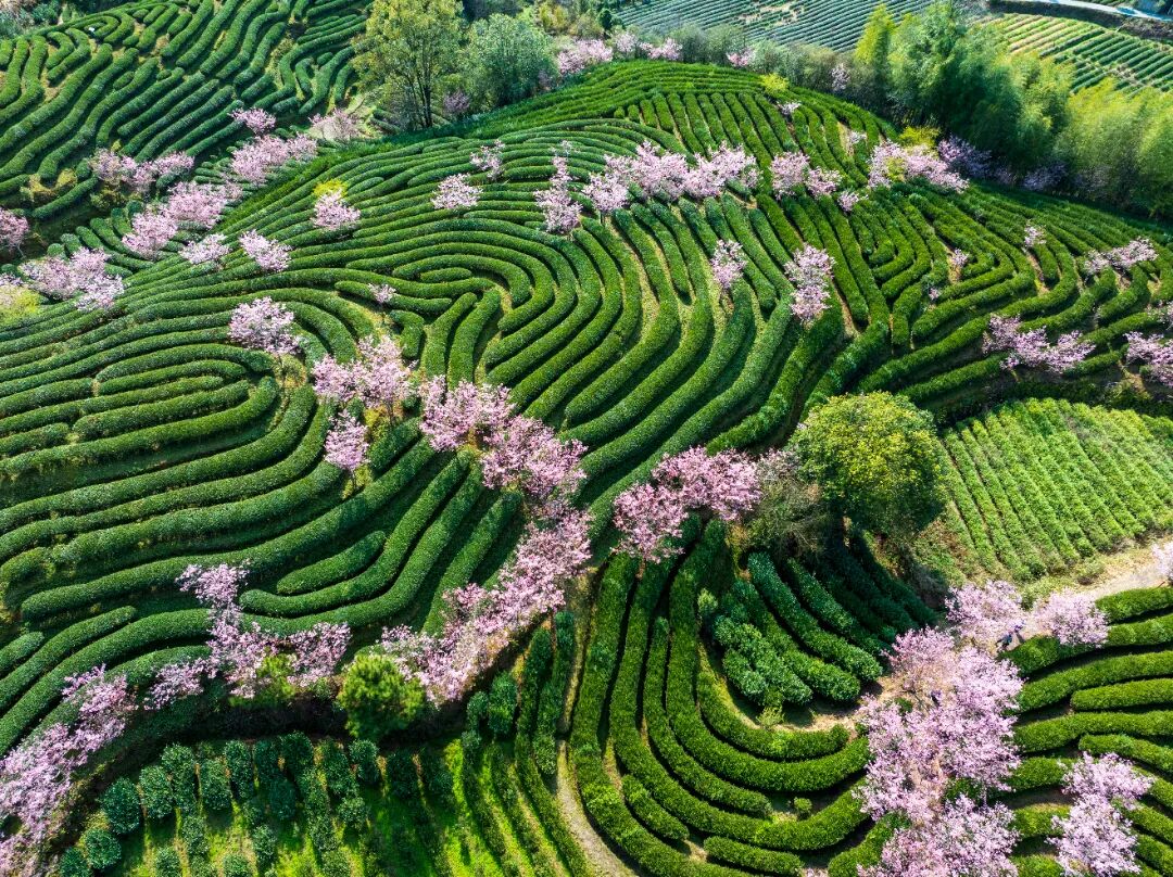 燕子窠生態茶園。丁李青攝