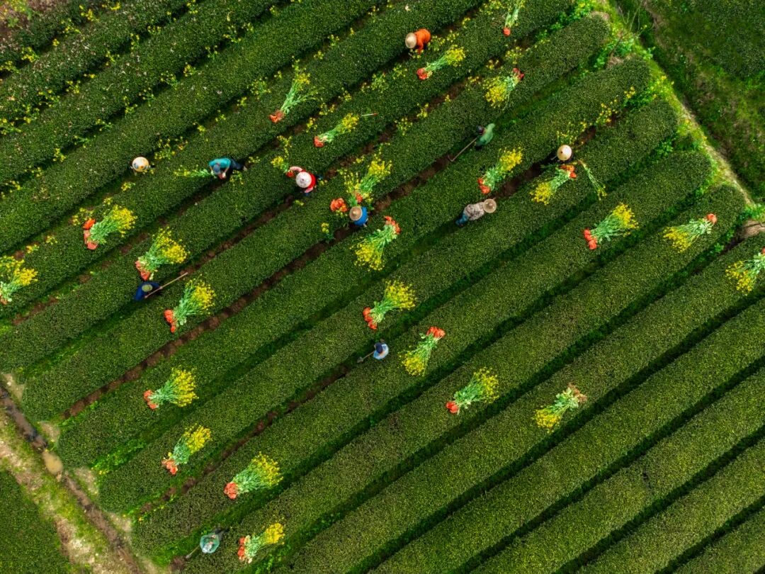 “武夷山燕子窠生態茶園”全國骨干科特派培訓基地現場教學點。胡子永攝