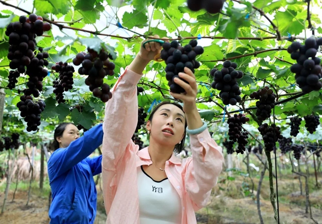 葡萄产业强县富民。吴苏梅摄