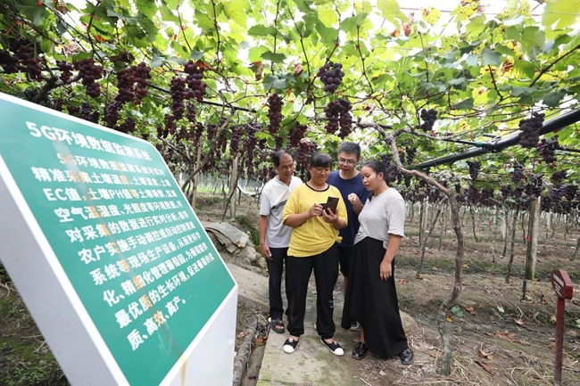 新型创业主体朱丽英(左二)向参观者演示5G环境数据监测系统在葡萄园中的应用。吴苏梅摄