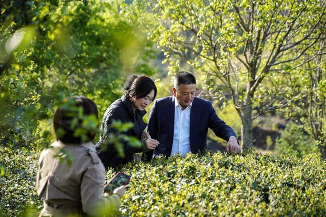 寿宁乡贤朱东炫(右一)返乡带动茶叶品牌营销。刘岩生摄