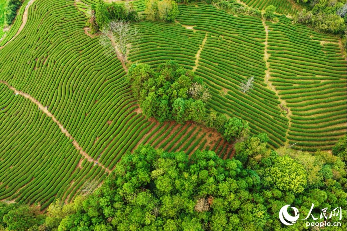 位於福建省武夷山市興田鎮的生態茶園。人民網記者 李唯一攝