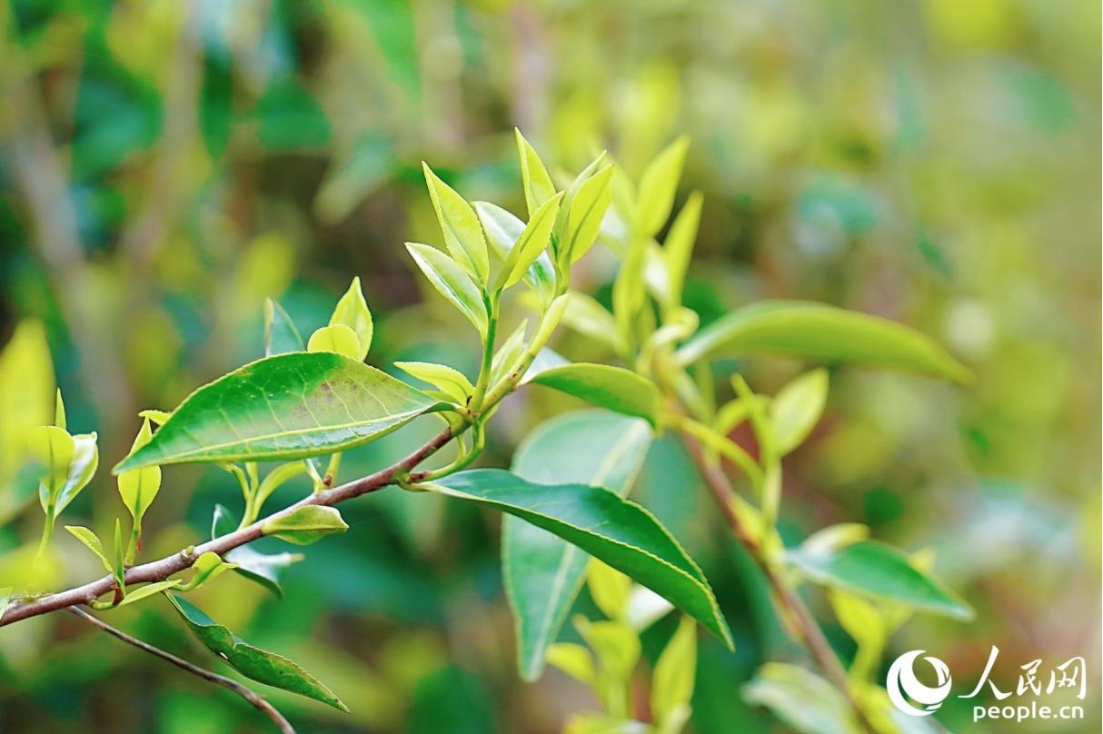 春茶“吐”新芽。人民網記者 李唯一攝