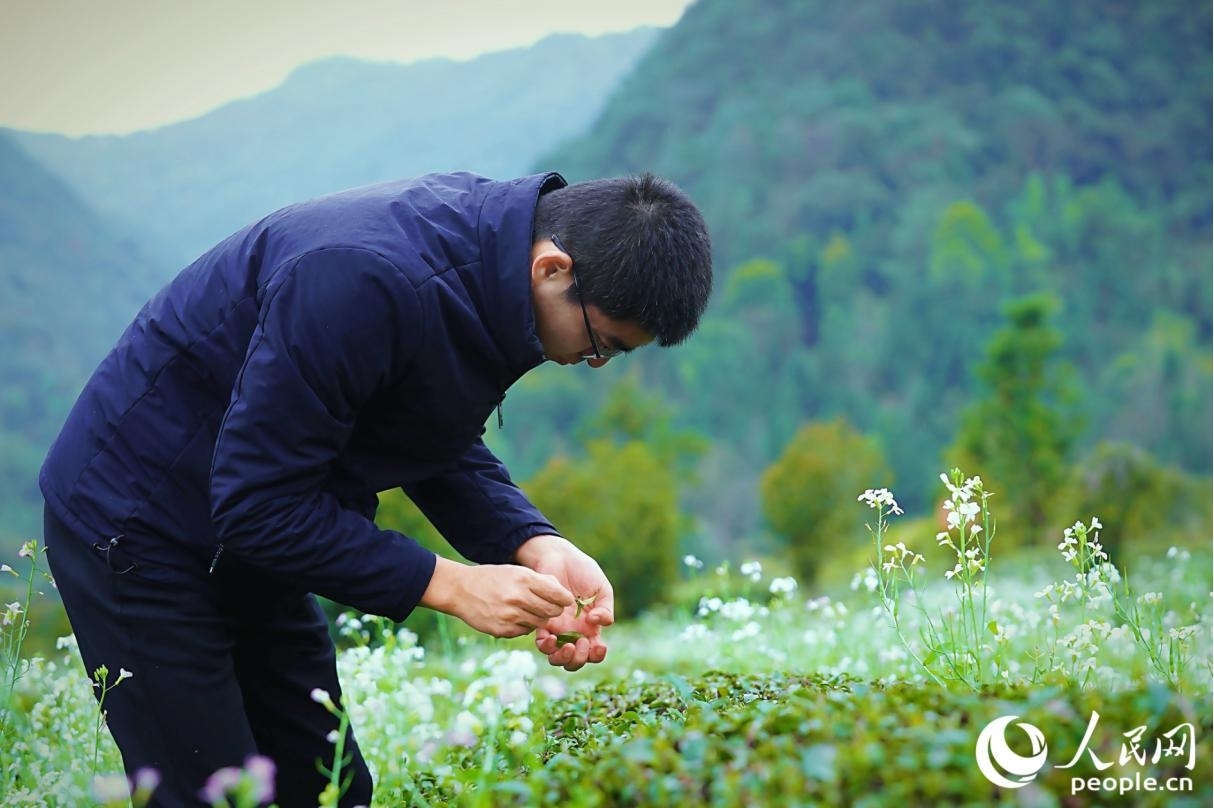 科技特派員察看茶葉長勢。人民網記者 李唯一攝