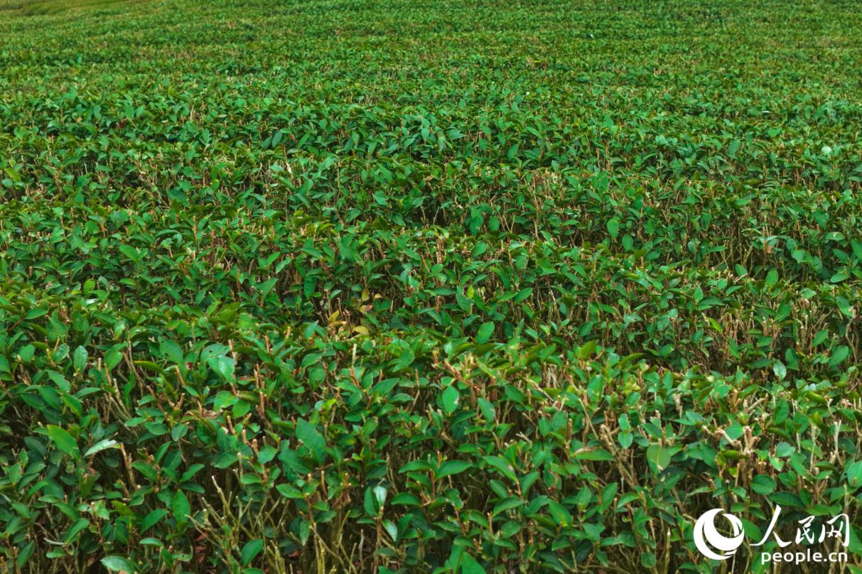 放眼茶園，滿目青綠。人民網記者 李唯一攝