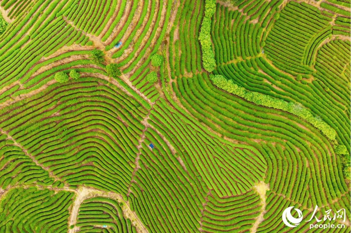 從高空俯瞰，綠色生態茶園滿目翠綠，紋路層層疊疊，猶如“大地的指紋”。人民網記者 李唯一攝
