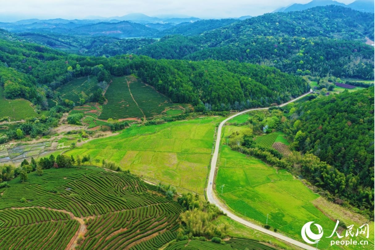 發揮生態優勢，武夷山持續推進茶文化、茶產業、茶科技深度融合發展。人民網記者 李唯一攝
