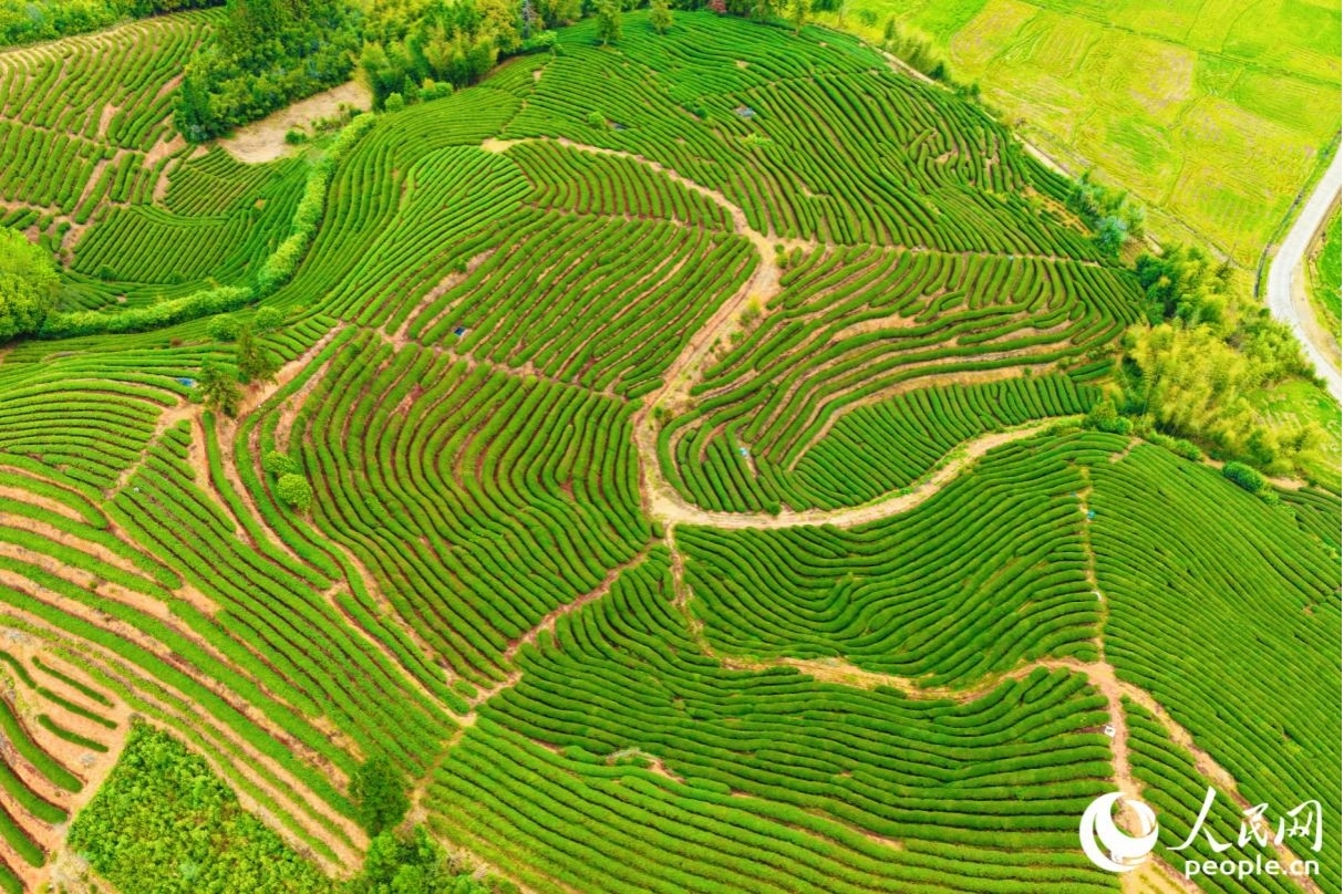 當前，武夷山累計建成綠色生態茶園13.26萬畝。人民網記者 李唯一攝