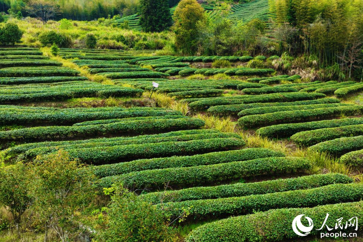 2026年2月，武夷山探索“生態+文旅”、茶產業生產產品價值實現等特色做法，入選福建生態產品價值實現機制試點2025年度實踐案例。人民網記者 李唯一攝