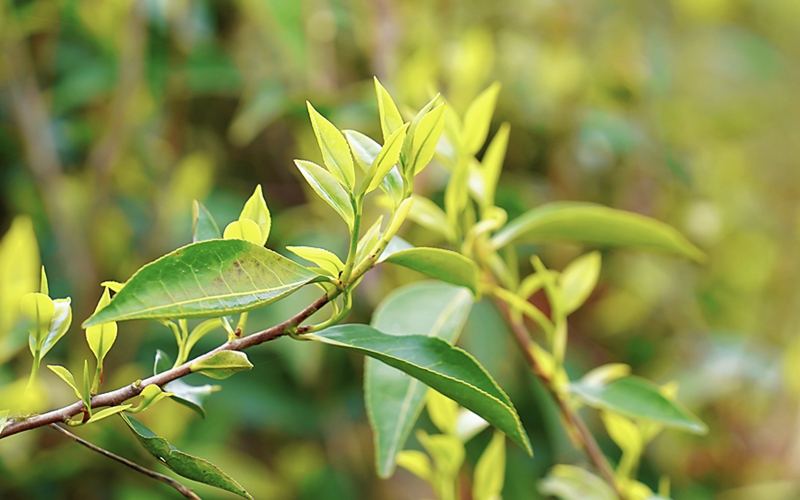福建武夷山：春茶“吐”新芽