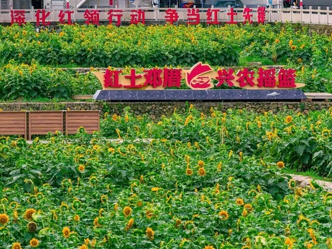 鄧厝村以鄧子恢故居為核心,打造田間研學體驗園